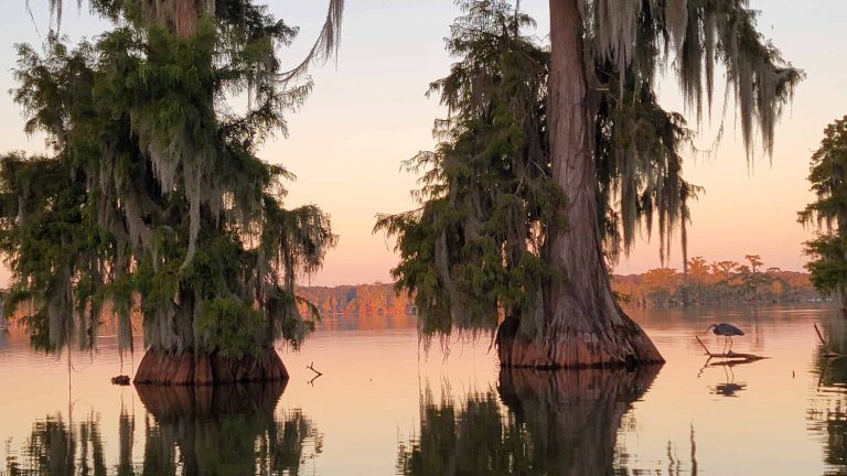 Why Cajun Country Swamp Tours Are the Best Way to Experience Louisiana