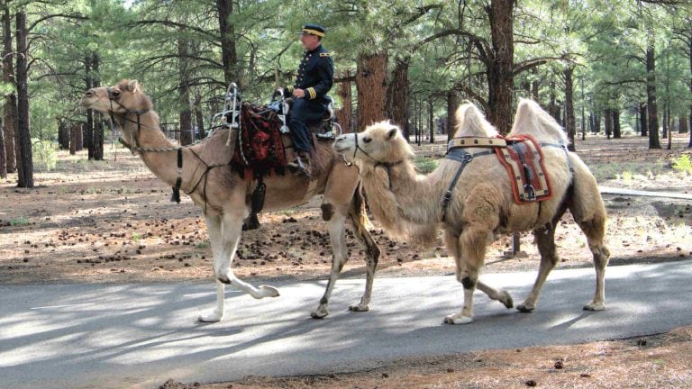 Camels in Arizona? The Amazing Story of the Beale Wagon Road