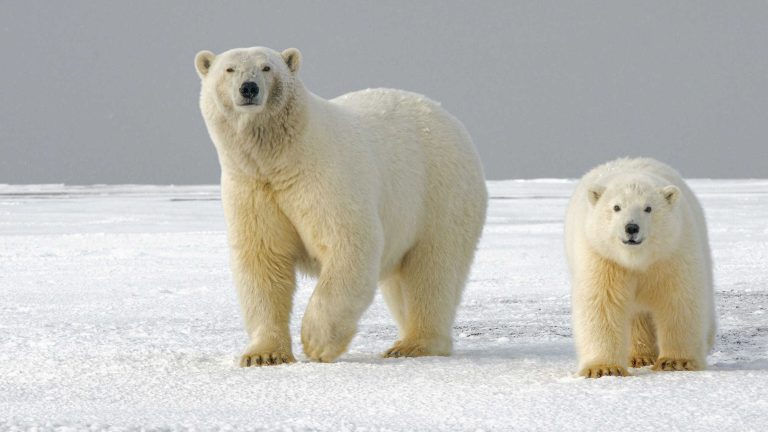 Churchill, Manitoba Polar Bear Tours: Our COVID-Era Virtual Escape